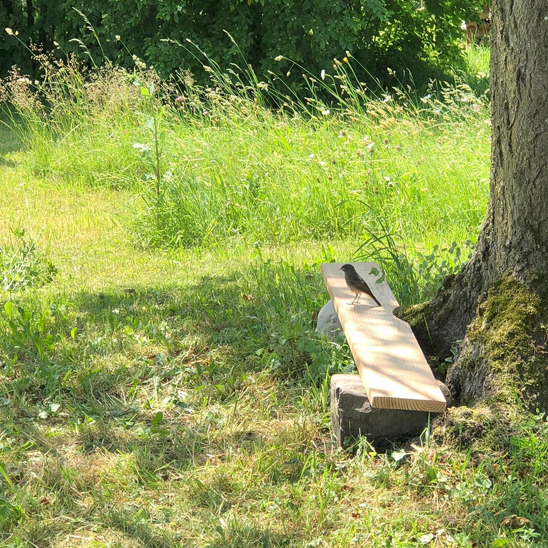 Lützelhuus Meditationsplatz am Kirschbaum mit Rotschwänzchen 06-2023