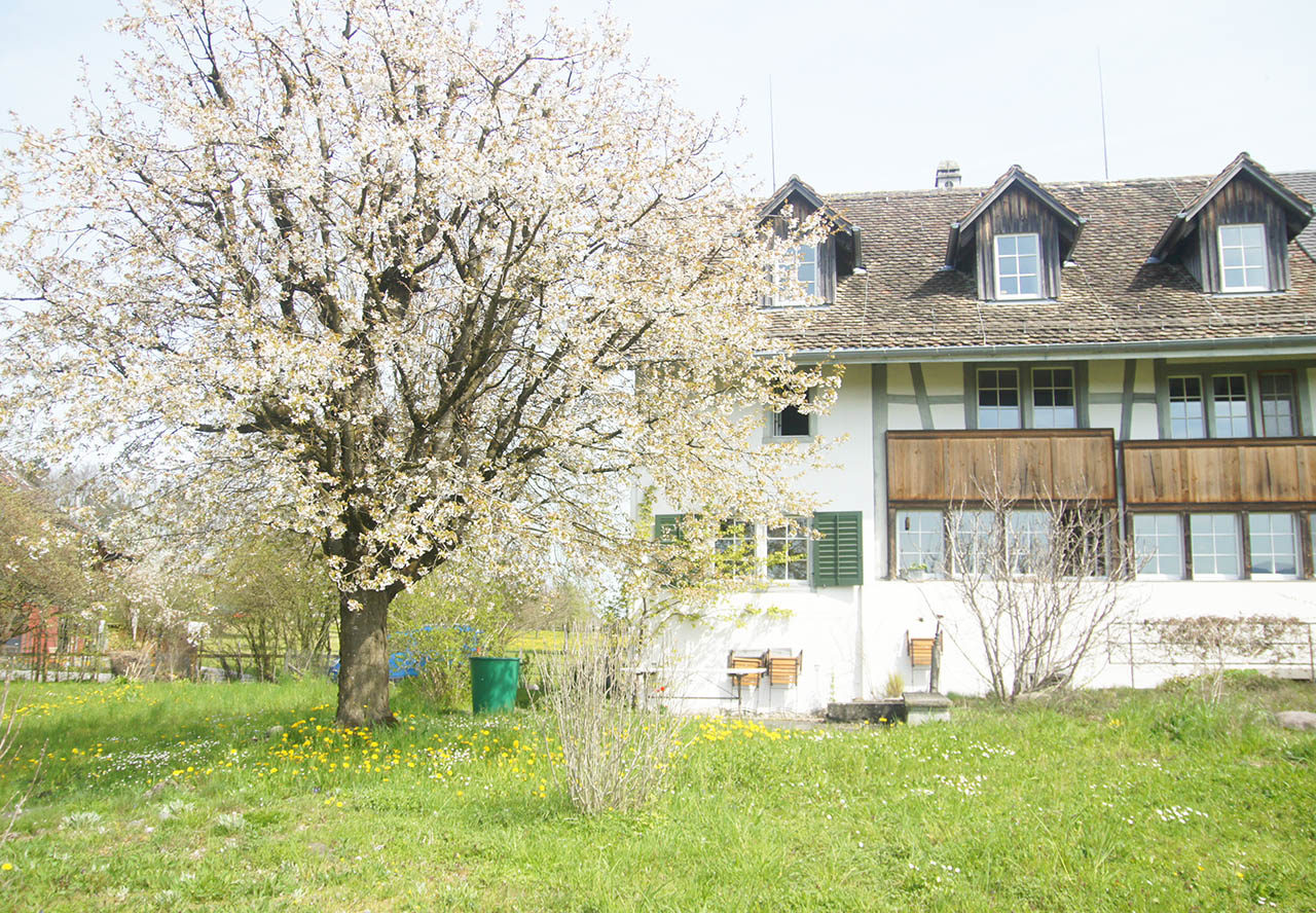 Lützelhuus Haus mit blühendem Kirschbaum 22-04-2023