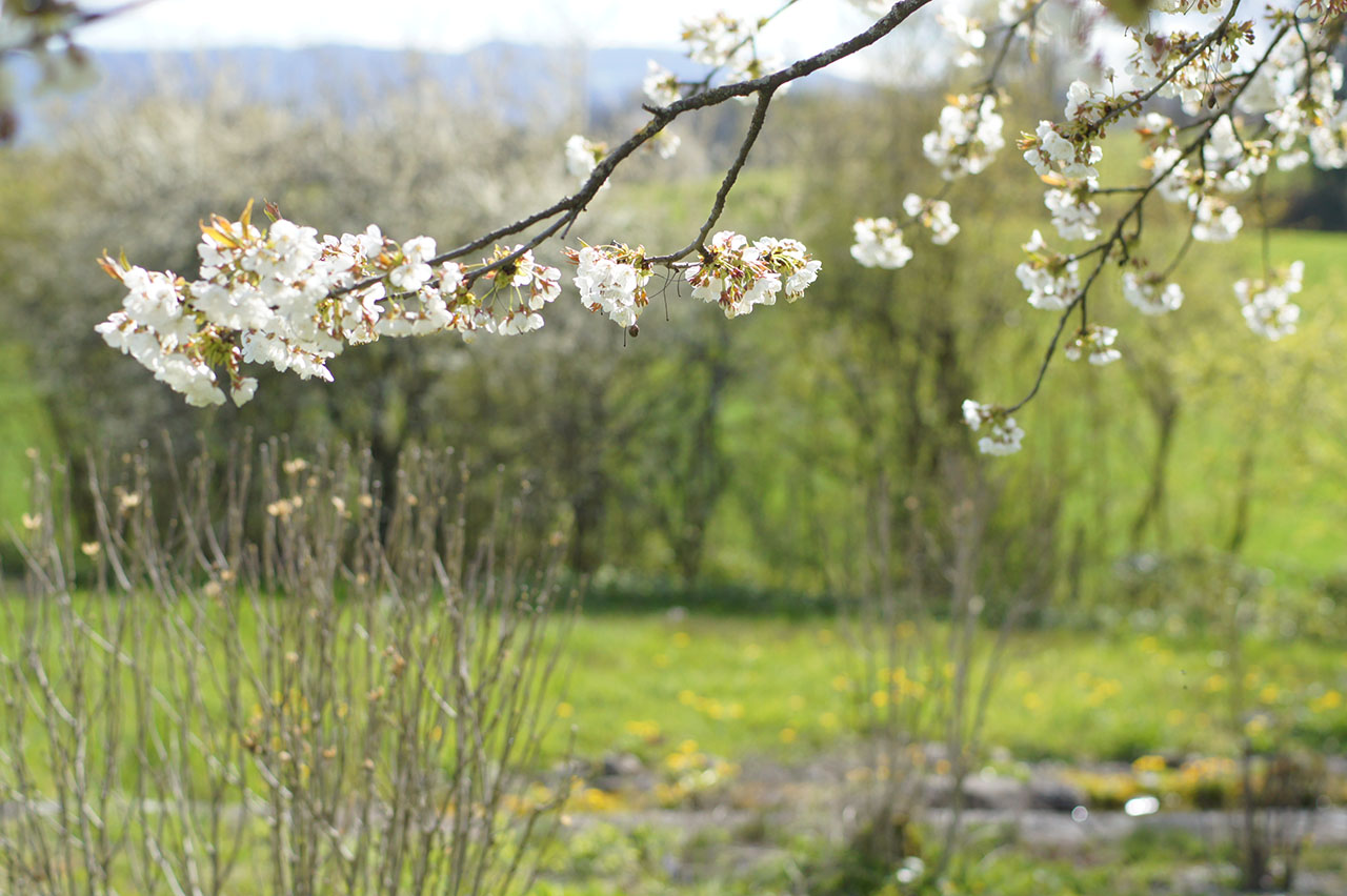 Lützelhuus Kirschblüte im Garten 14-04-2023