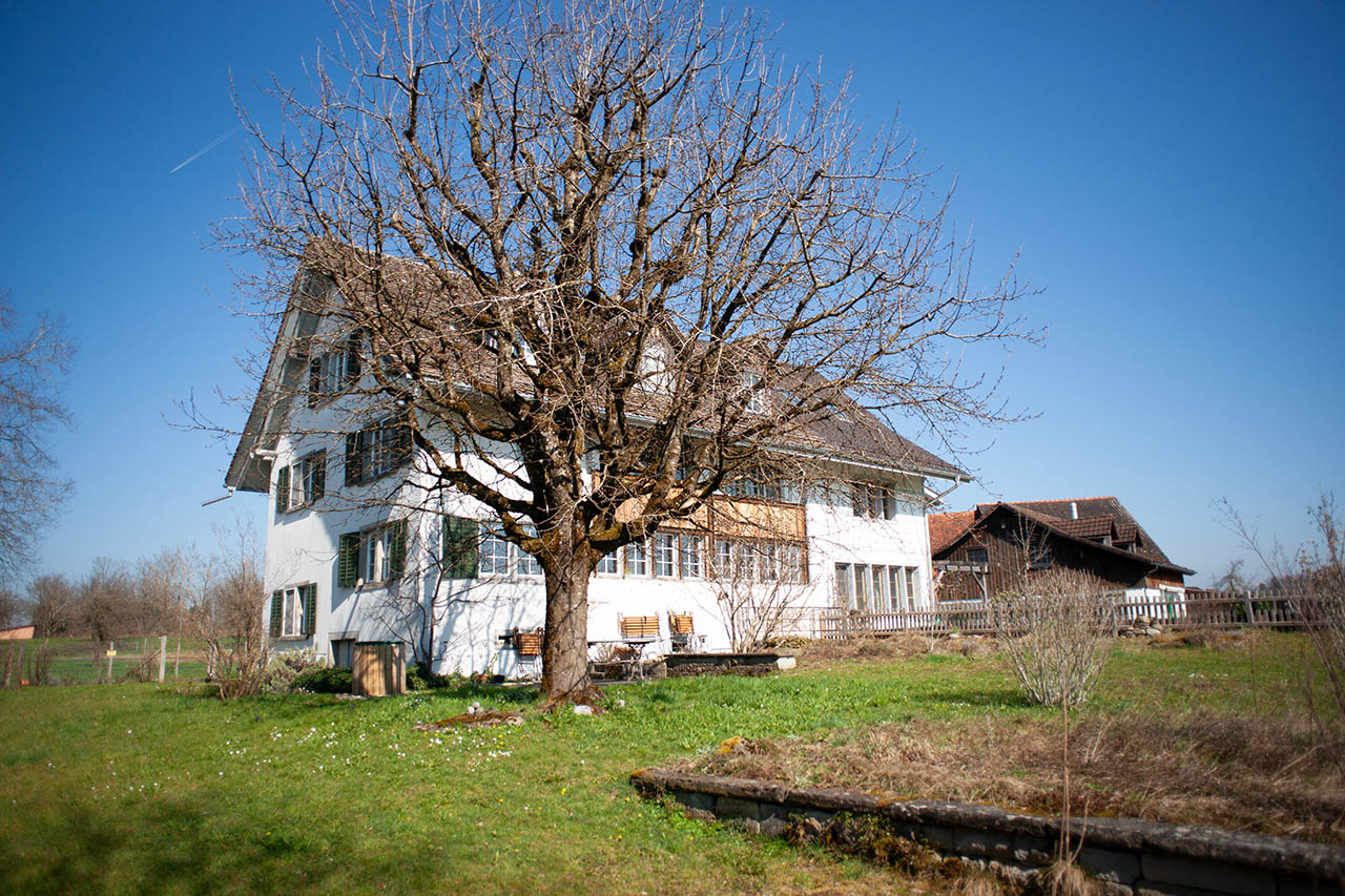 Lützelhuus Haus mit Kirschbaum 18-03-2025