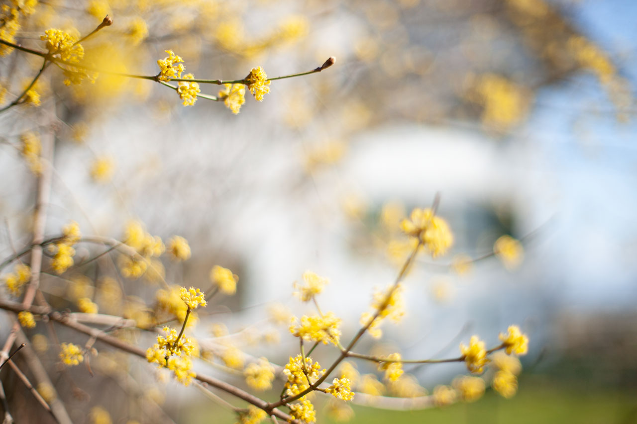 Lützelhuus Naturgarten Blühende Kornelkirsche 18-03-2025