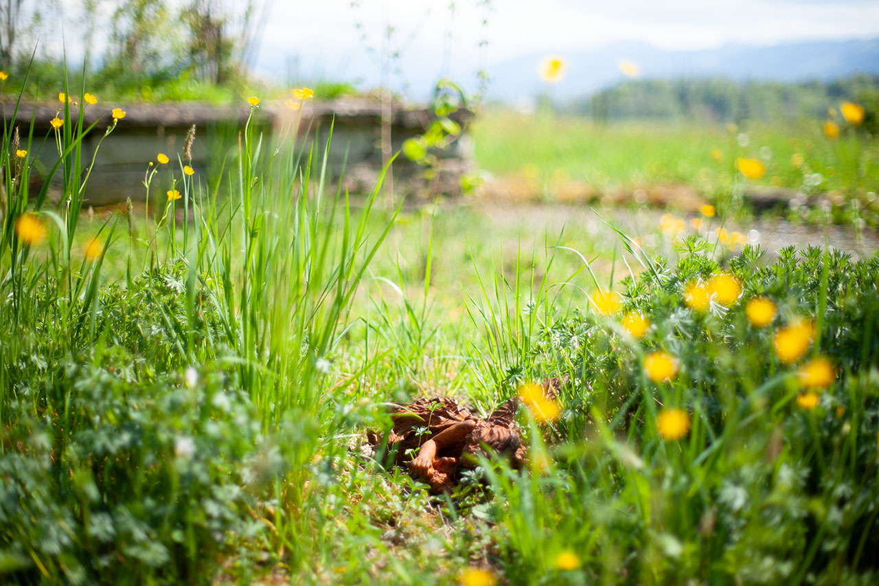 Lützelhuus Naturgarten Eisenfee 23-04-2025