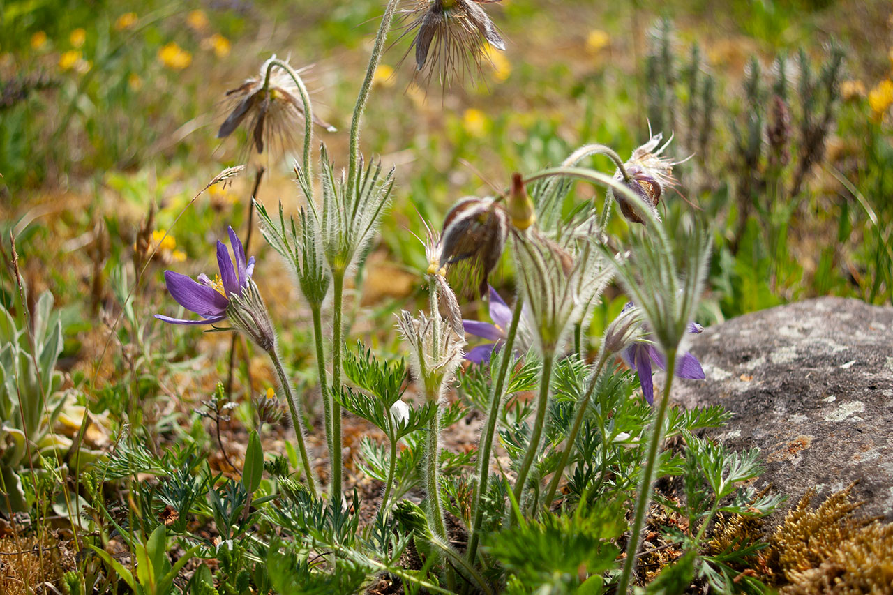 Lützelhuus Naturgarten Feen 23-04-2025