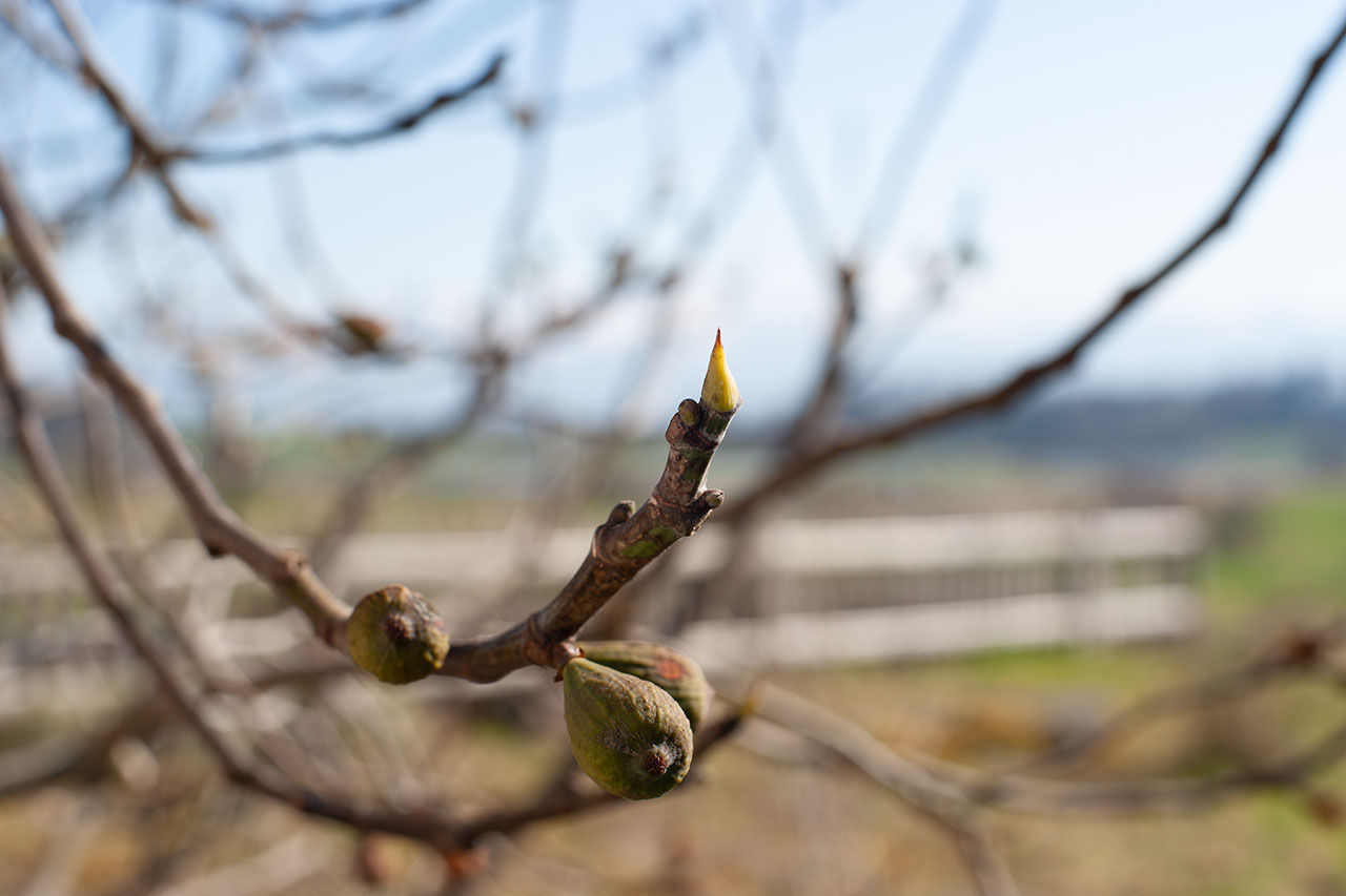 Lützelhuus Naturgarten Feige Knospen 18-03-2025