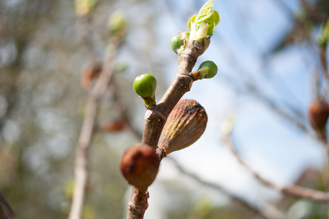 Lützelhuus Naturgarten Feigen 15-04-2025