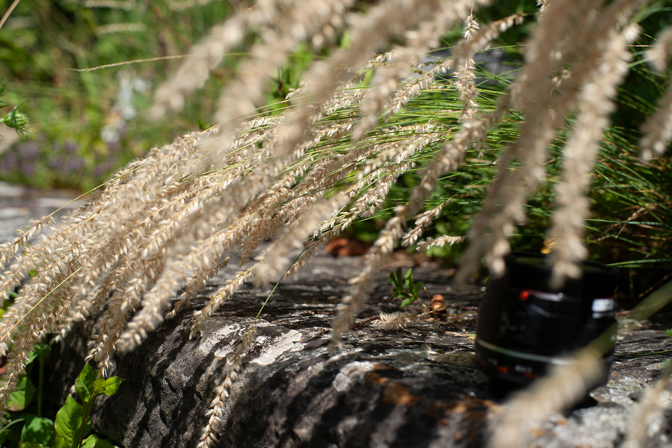 Lützelhuus Naturgarten Fotos Gartenteich 29-06-2025