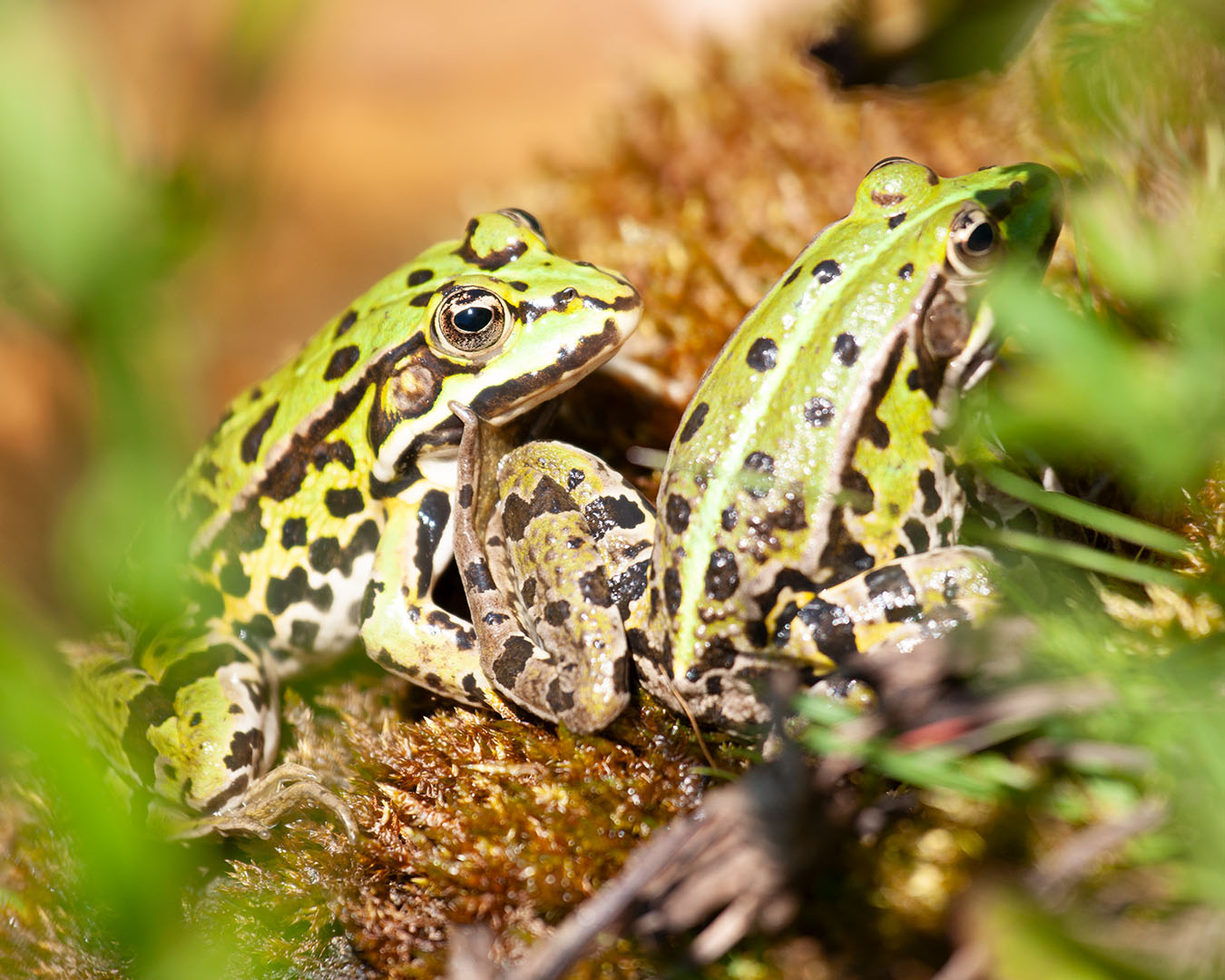 Lützelhuus Naturgarten Froschfreunde 29-06-2025