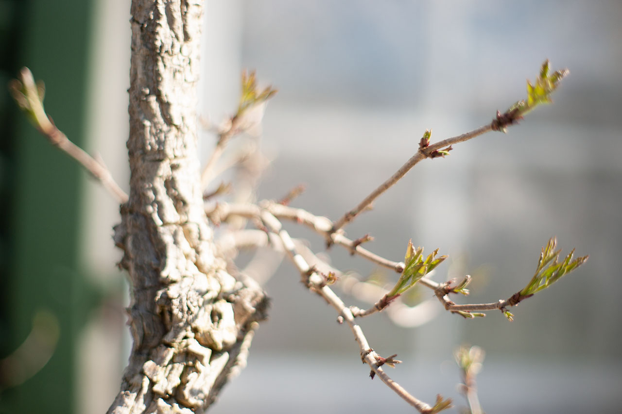 Lützelhuus Naturgarten Holunder Knospen 18-03-2025