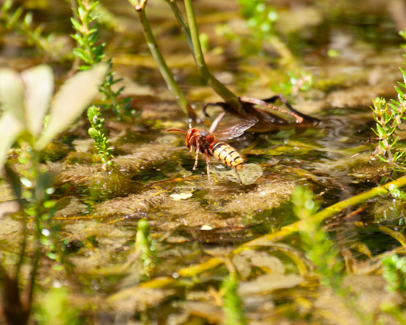 Lützelhuus Naturgarten Hornisse Gartenteich 29-06-2025