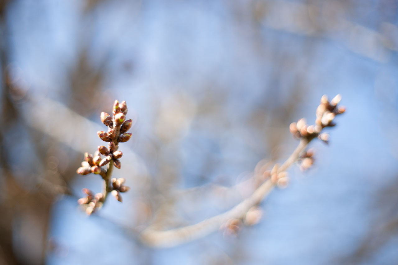 Lützelhuus Naturgarten Kirschbaum Knospen 18-03-2025