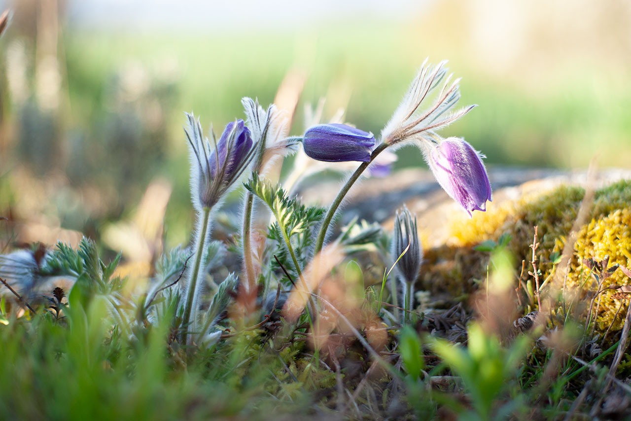 Lützelhuus Naturgarten Küchenschelle früh 05-04-2025