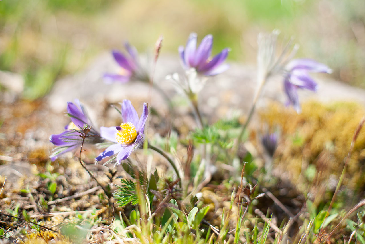 Lützelhuus Naturgarten Küchenschelle offen 05-04-2025