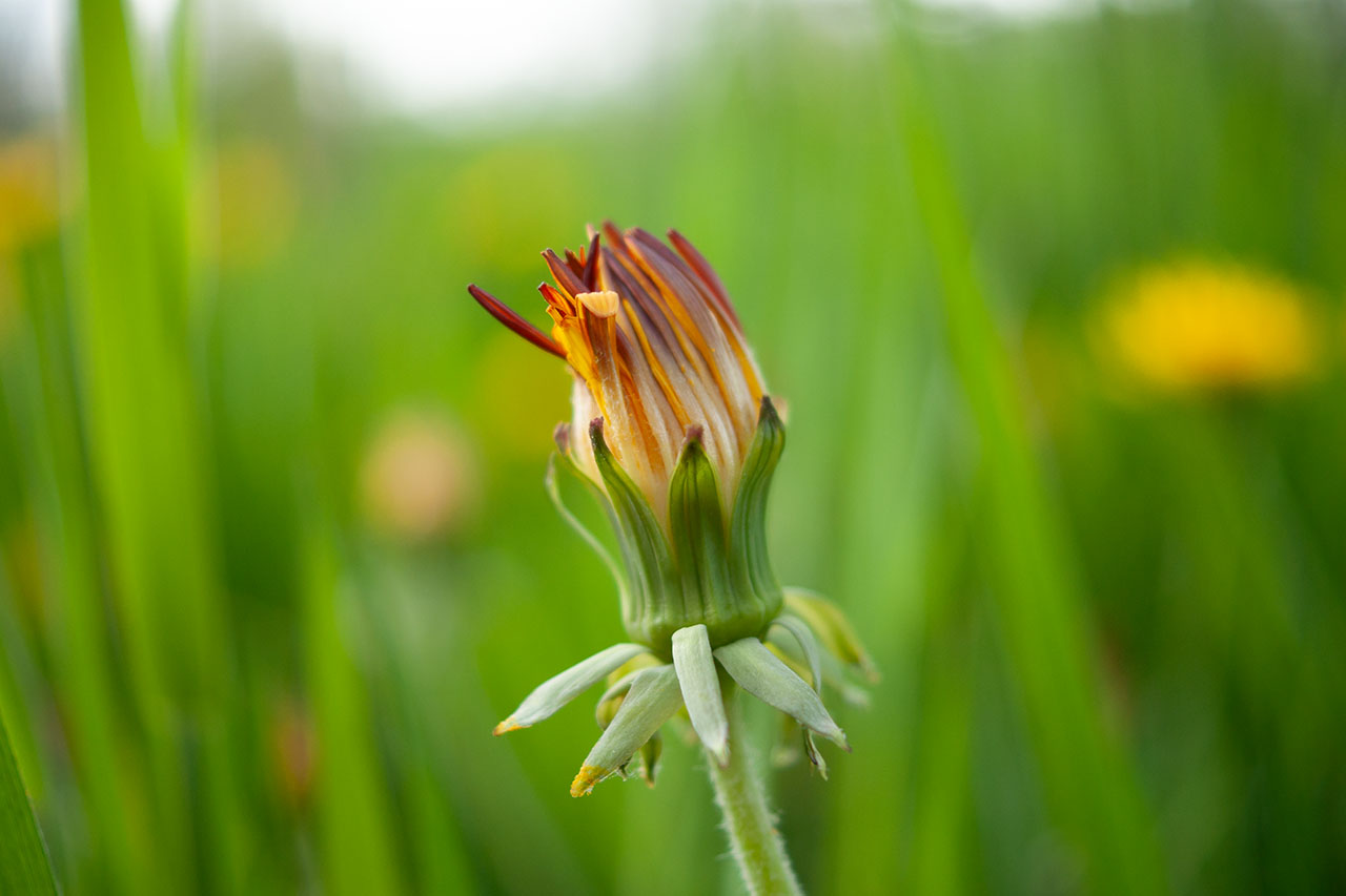 Lützelhuus Naturgarten Löwenzahn 23-04-2025