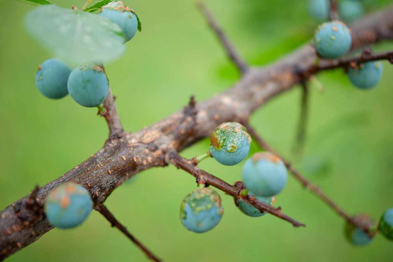 Lützelhuus Naturgarten Schlehe 23-06-2025