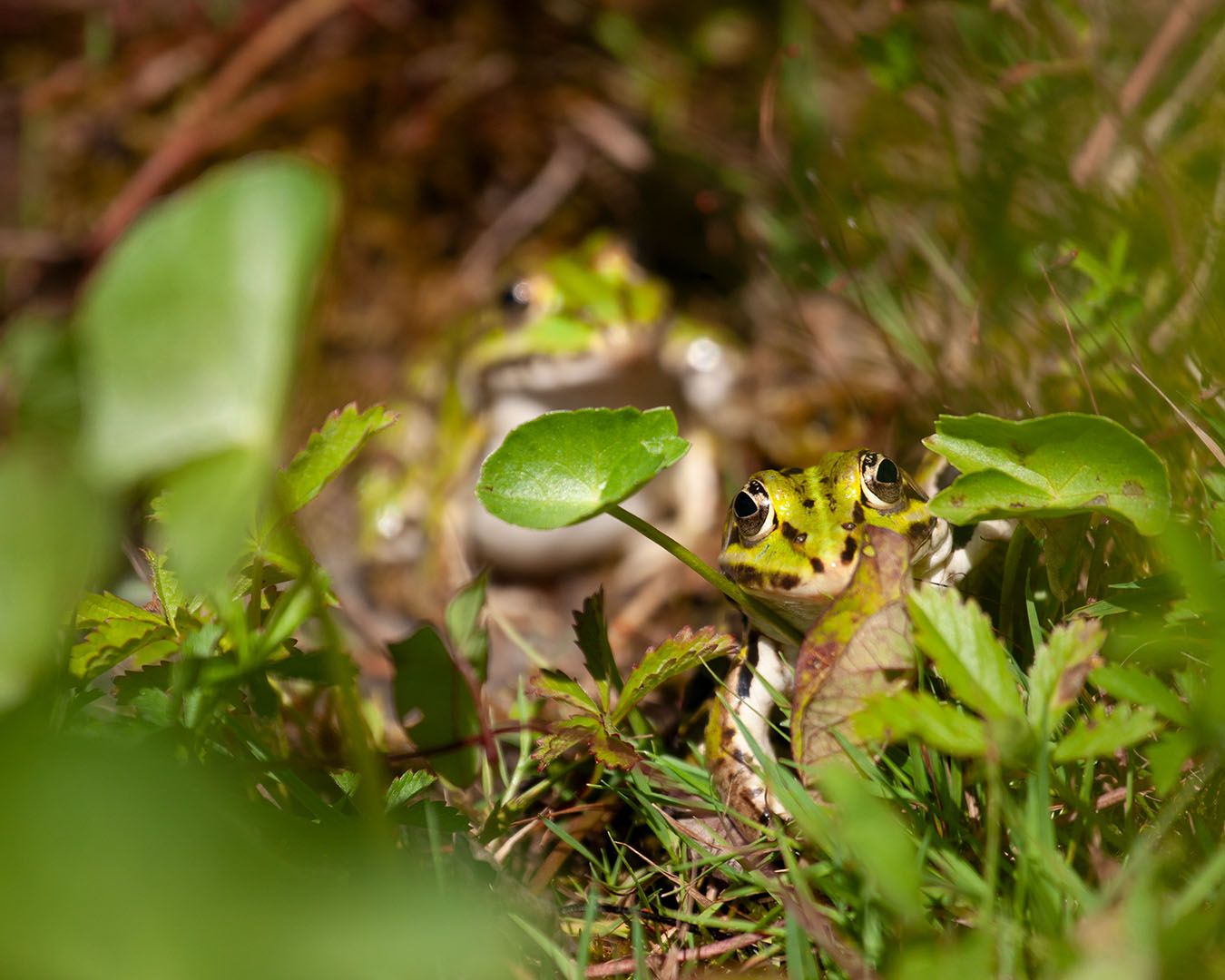 Lützelhuus Naturgarten Teichfrösche 29-06-2025