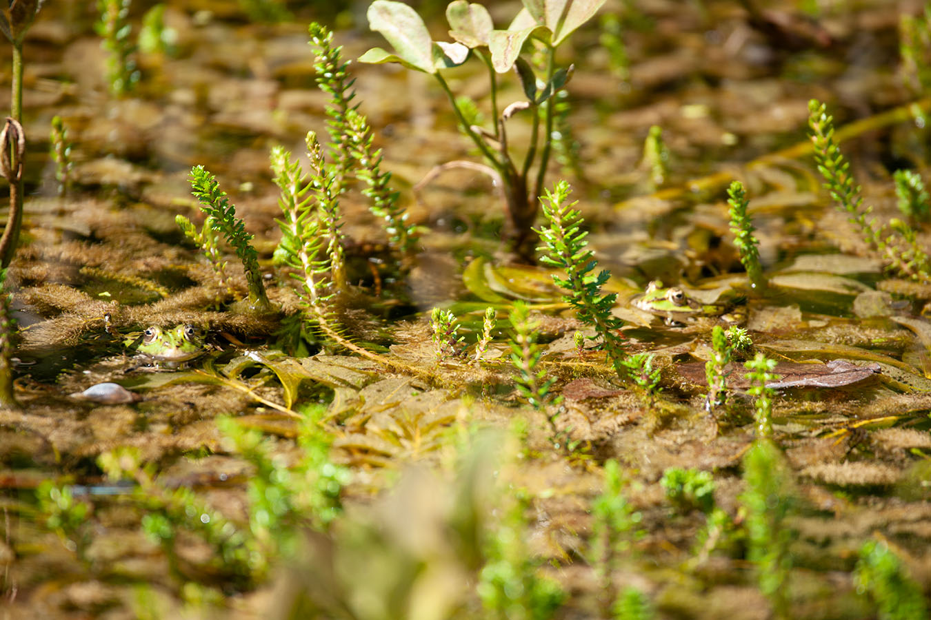 Lützelhuus Naturgarten Teichfrösche im Teich 29-06-2025