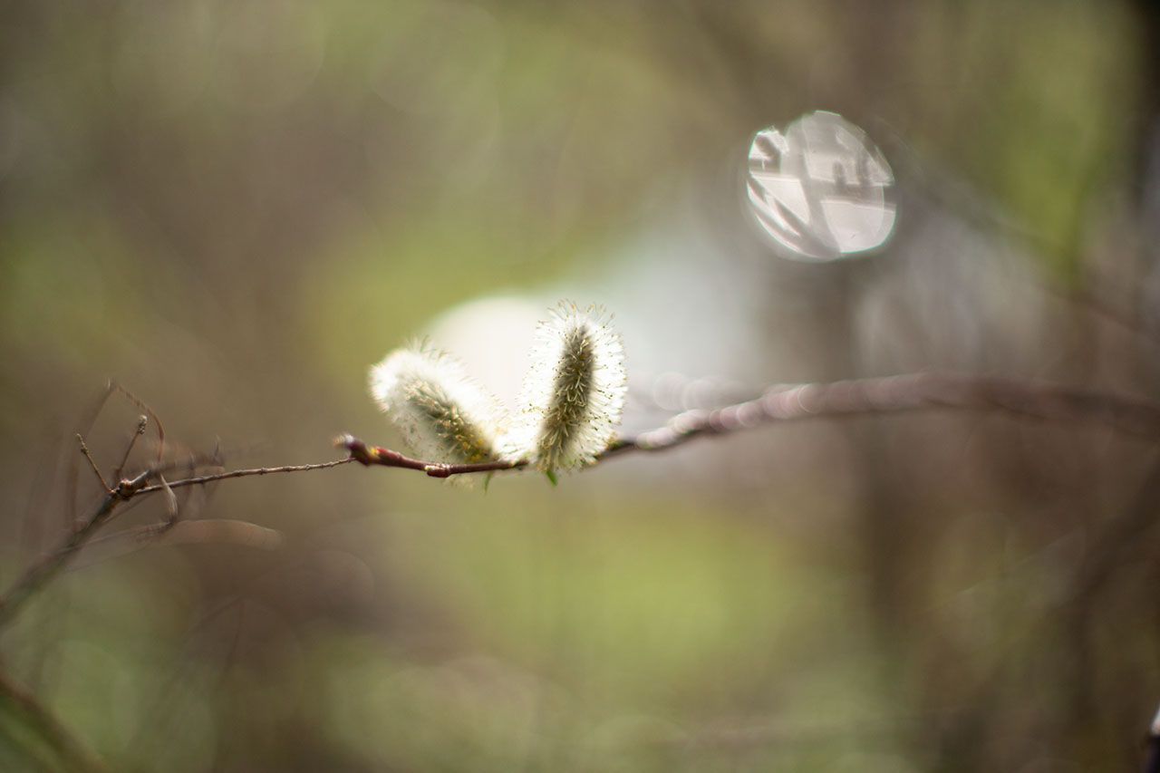 Lützelhuus Naturgarten Weidenkätzchen Nachmittagslicht 18-03-2025