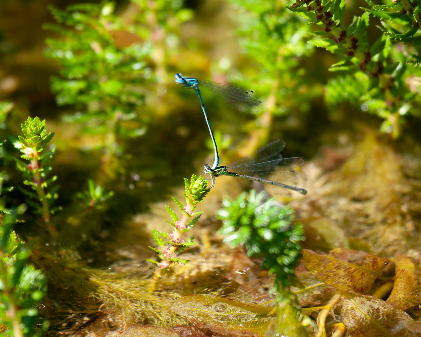 Lützelhuus Naturgarten zwei akrobatische Libellen 29-06-2025