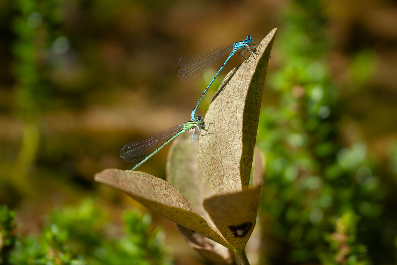 Lützelhuus Naturgarten zwei Libellen 29-06-2025