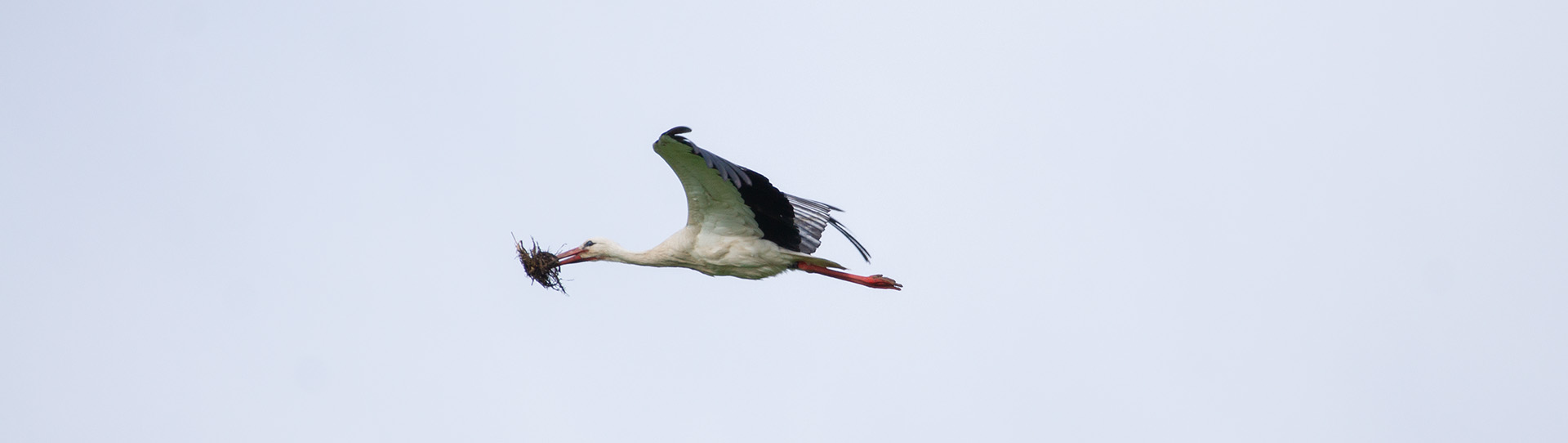 Storch über dem Lützelsee, 26.4.2024