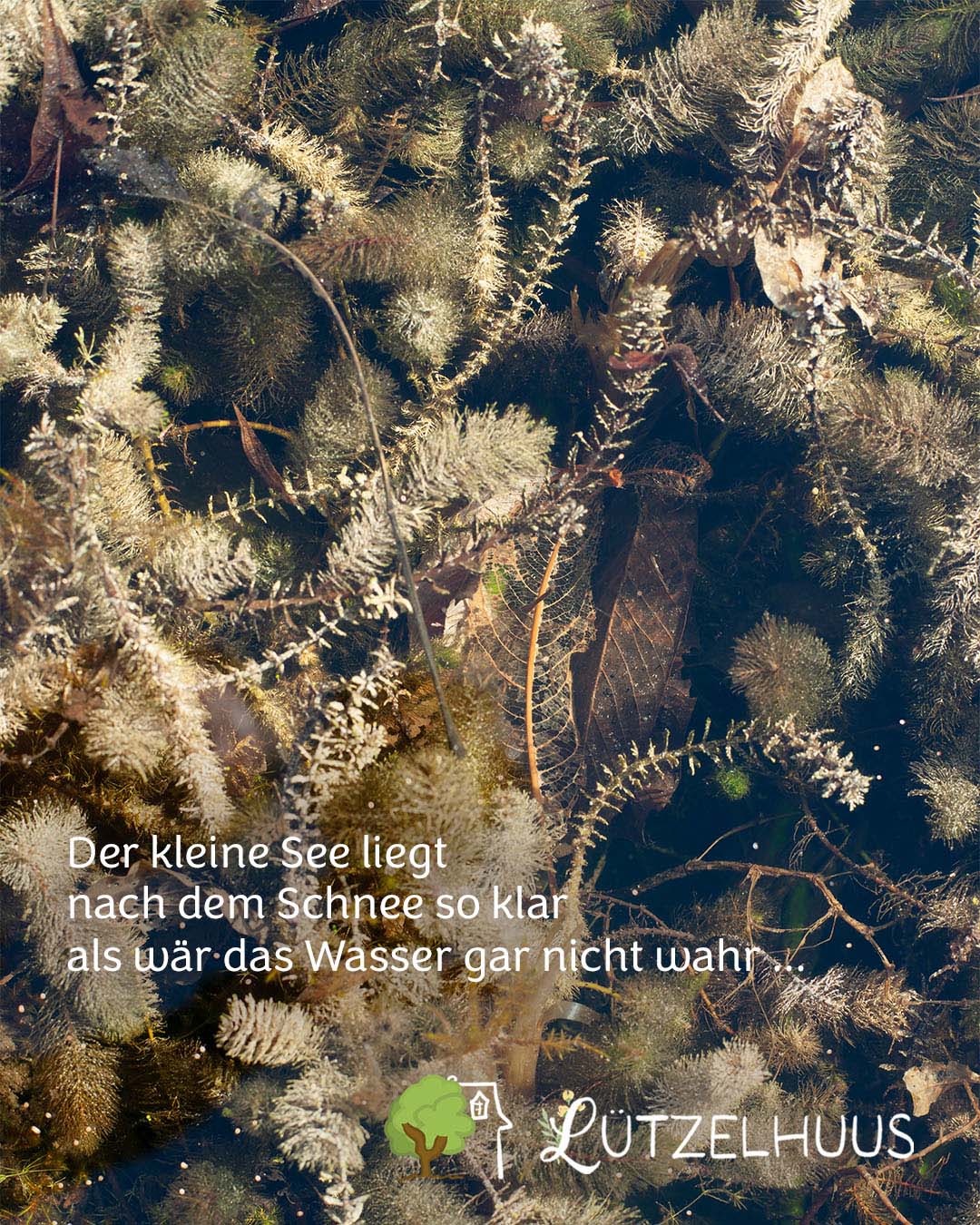 Gartenteich Lützelsee mit Gedicht 7.2.2026