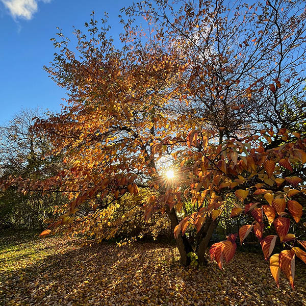 Lützelhuus Garten Herbst