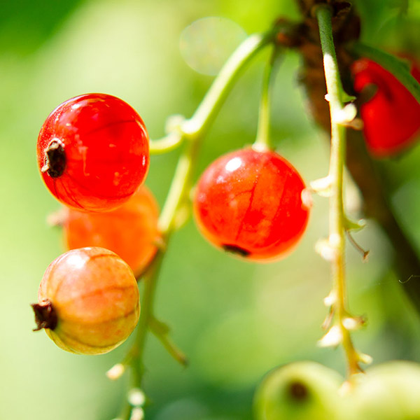 Erste Johannisbeeren 2024