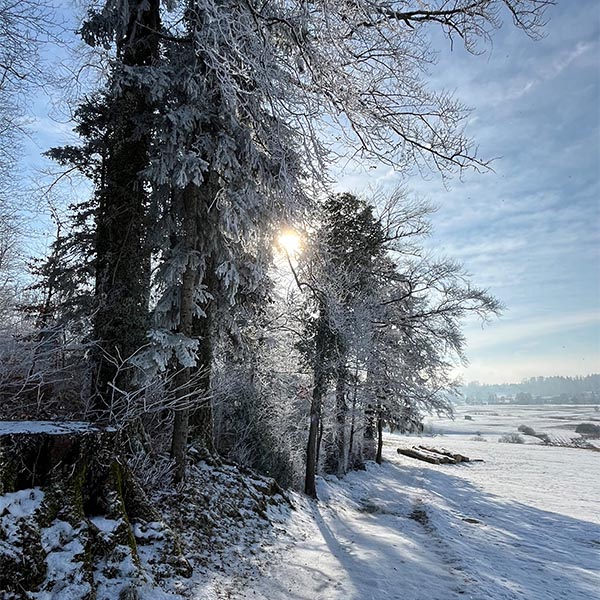 Lützelsee Sonne hinter Bäumen